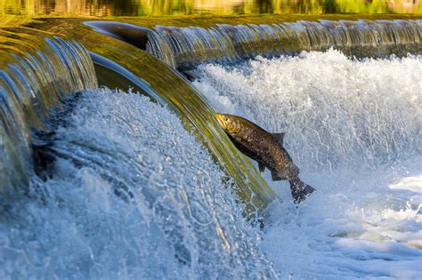 Salmon Jumping Is Torontos Newest Spectator Sport