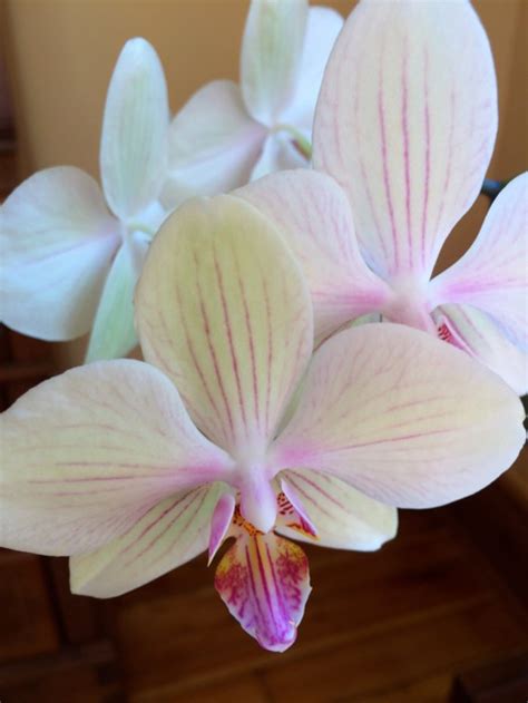 Suggestive Romantic Sexy Orchids Cbc Radio