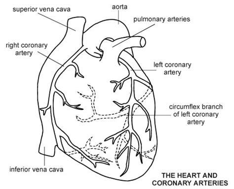 Diagram (or obtain an unlabeled digital images make sure to have images or diagrams showing the heart internally and externally, posterior and. Unlabeled Heart Diagram - Cliparts.co