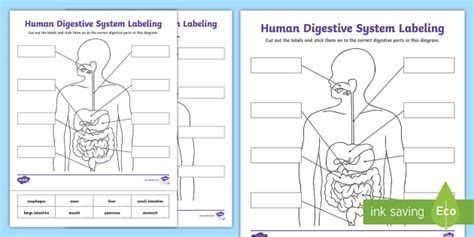 Digestive System Labeling Activity Science Twinkl Usa