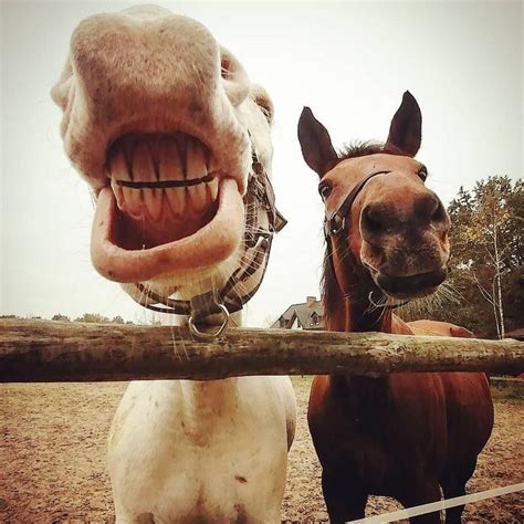 50 Hilarious Photos Of Horses Smiling Always Pets