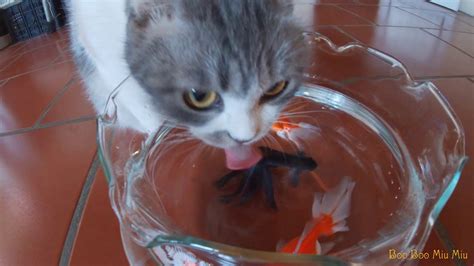 Cat And Goldfish Cats Reaction To Seeing The Goldfish Youtube