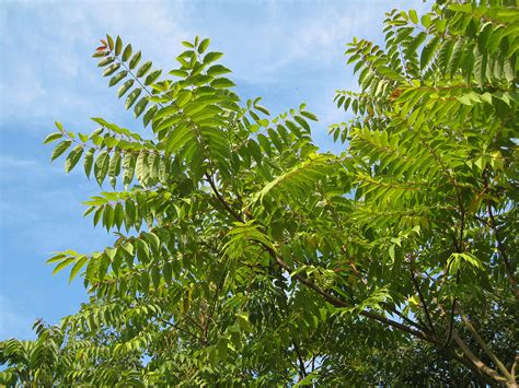 Tree of Heaven - Ailanthus altissima « Chew Valley Trees