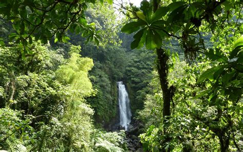 Rainforest Backgrounds Wallpaper Cave