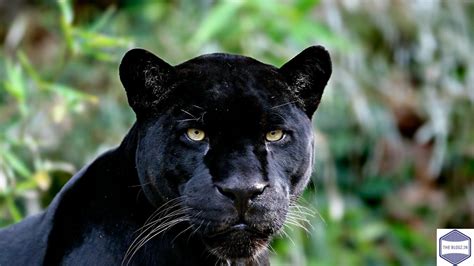 Black Panther Animal — The Animal Kingdom