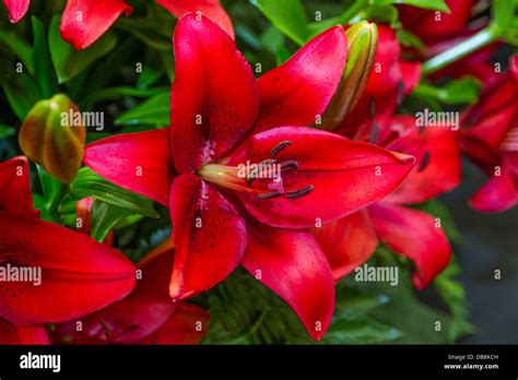 Fire Red Lilly Stock Photo Alamy