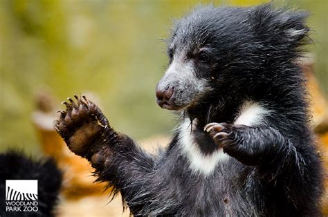 Woodland Park Zoo Blog Checking In With The Sloth Bear Cubs