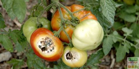 Maladie Des Tomates Symptômes Traitements Et Solutions Bio Les Légumes Fruits Maladie