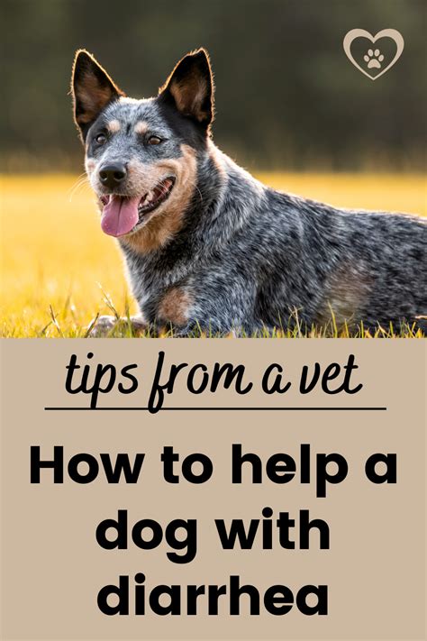 How To Help A Dog With Diarrhea Dog Health Tips From A Vet Artofit