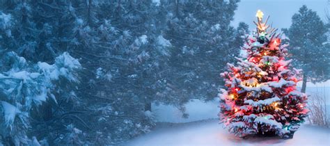Dieser Baum Leuchtet Hell Auf Schneebedeckte Foggy Heiligabend
