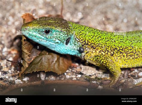 European Green Lizard In Latin Lacerta Viridis Detail Of Animal Stock