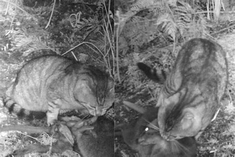 Feral Cats Killing Bigger Animals Than Thought Cosmos Magazine