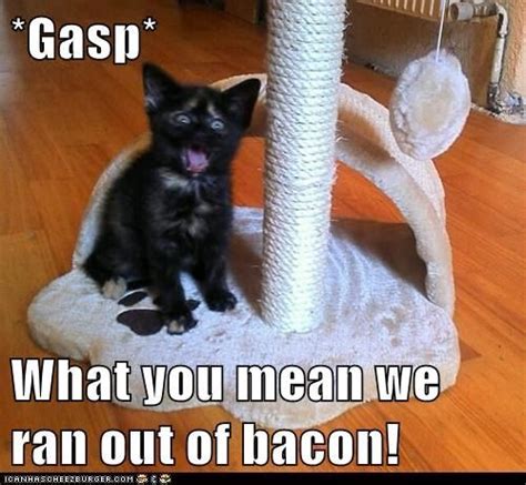 Gasp Cats Funny Cat Memes Cat Memes