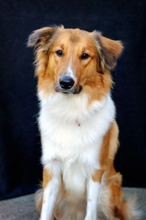 Photo Gallery Old Time Scotch Collie Association