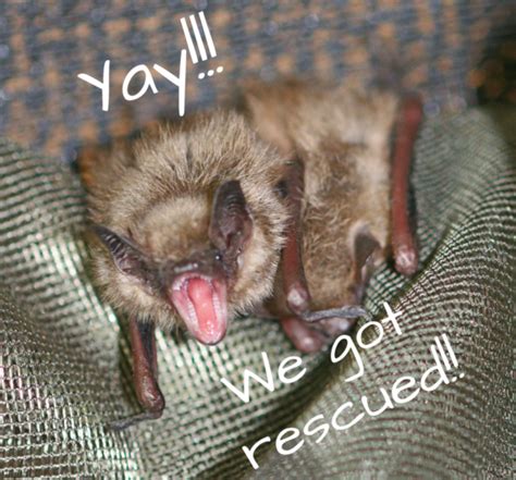 Bat Rescue Bat Conservation And Rescue Of Virginia
