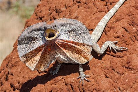 Frilled Lizard Care Guide And Info Petsoid