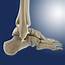 Outer Ankle Ligaments Artwork Photograph By Science Photo Library