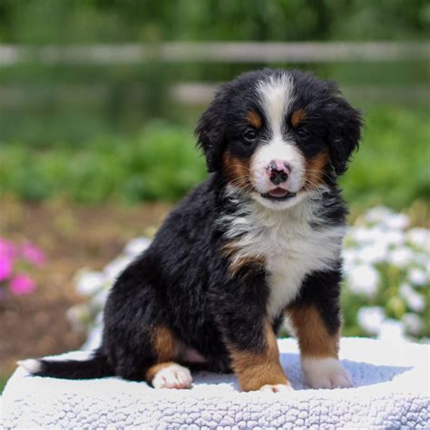 Grace Akc Bernese Mountain Dog Female Puppy For Sale At Bird In Hand