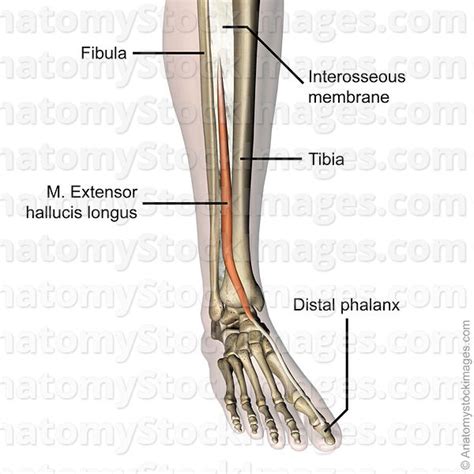 Leg lumps can be caused by any number of conditions, including infections, inflammation, tumors and trauma. Anatomy Stock Images | lowerleg-musculus-extensor-hallucis-longus-muscle-tendon-distal-phalanx ...