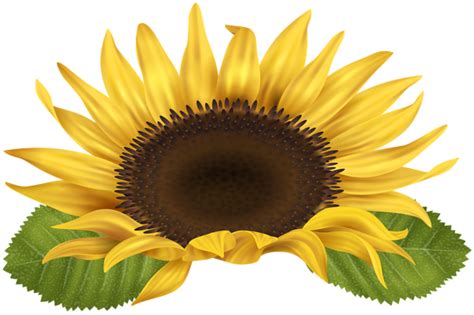 Sunflower Png Clip Art Image Gallery Yopriceville High