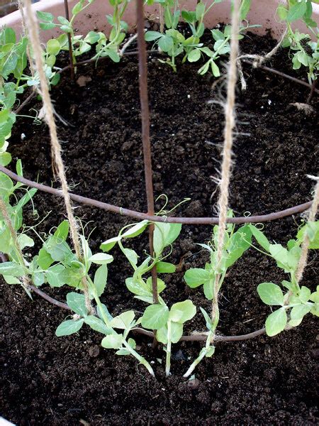 Growing Snap Peas General Planting And Growing Tips Bonnie Plants