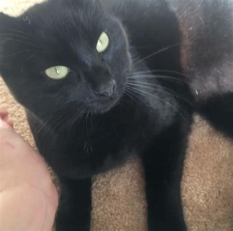 Missing Black Cat Lost And Found In Bristol South Glos