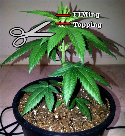 Topping Vs Fiming Cannabis Get Step By Step Instructions Grow Weed