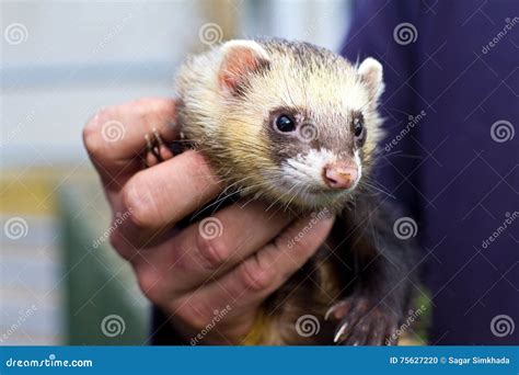 Person Holding Ferret Stock Photos Download 73 Royalty Free Photos
