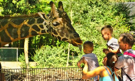 Les Zoos Daprès Lexpérience Des Animaux Daily Science