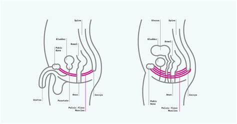 Incontinence Facts Support In Continence