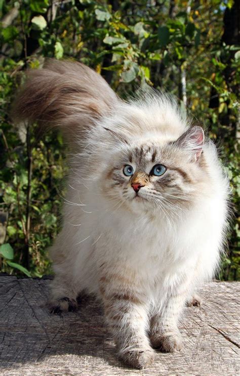 Siberian Forest Cat Breed Multiverses Journal