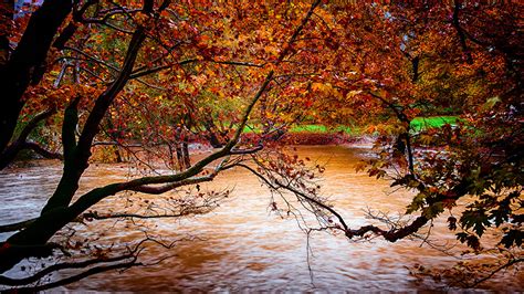 Image Leaf Autumn Nature Water Rivers Branches Trees
