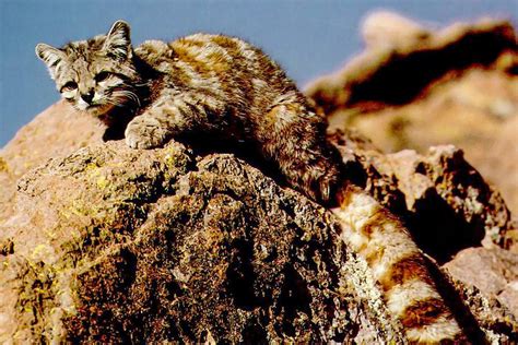 Andean Mountain Cat In 2020 Small Wild Cats Cat With Blue Eyes Cat