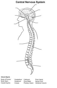 In biology, the nervous system is a highly complex part of an animal that coordinates its actions and sensory information by transmitting signals to and from different parts of its body. human skeleton worksheet | Homeschool-science | Pinterest | Human skeleton, Skeleton and ...