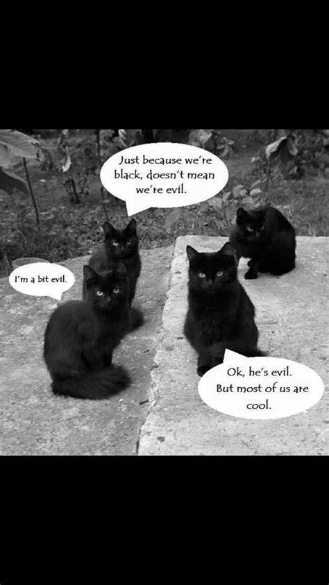pin by ashley clodfelter mays on humor me black cat cats and kittens memes