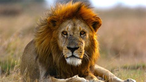 Lion Dynasty Photos Super Pride National Geographic Channel Sub