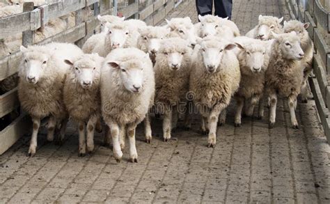 1777 Mob Sheep Stock Photos Free And Royalty Free Stock Photos From