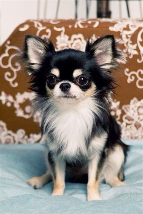 Pomeranian Chihuahua Mix Lifespan Pets Lovers