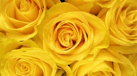 28 Yellow Flower Wallpapers Wallpaperboat