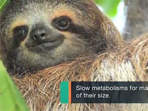 Top 5 Fun Facts About Sloths Video Dailymotion