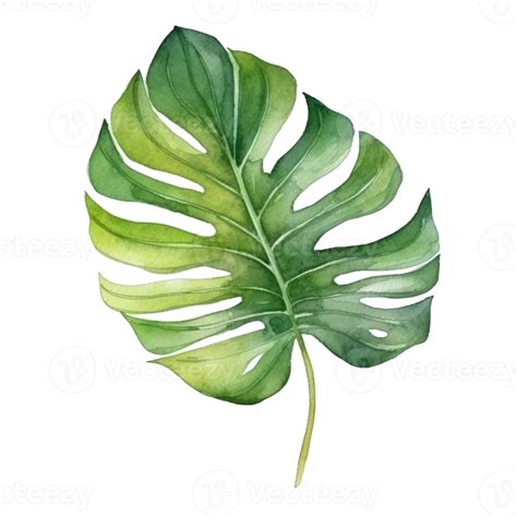 Tropical Palm Leaf Watercolor 22917730 Png