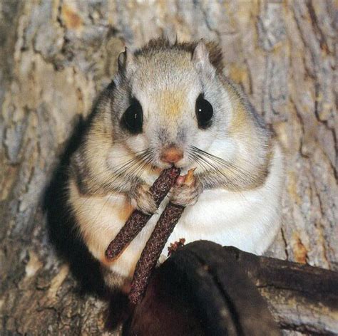 Japanese Flying Squirrel Nature Animal Fact And True Life