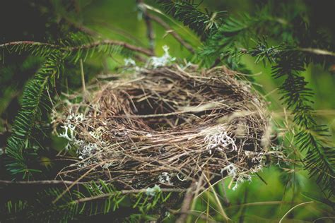 5 Things Youll Love About Your Empty Nest The Empty Blender