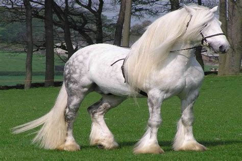 fell pony horse breeds horses dales pony horse breeds