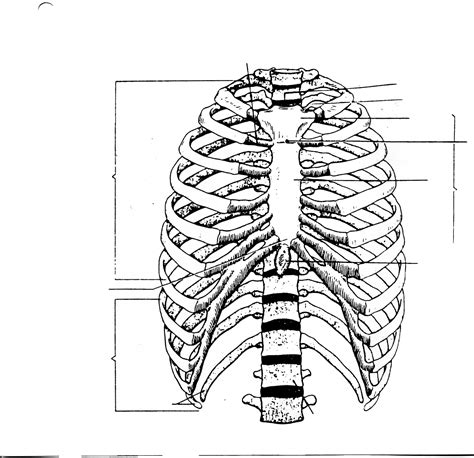 Thoracic Cage Anatomy Coloring Page Labeled Digital Download Ribcage