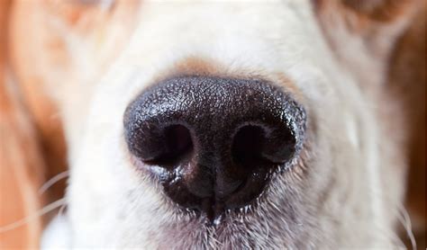 Nasal Mites In Dogs Petcoach