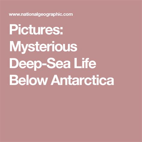 Pictures Mysterious Deep Sea Life Below Antarctica Deep Sea Life