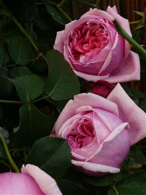 Pretty Jessica David Austin Roses Pink Flowers Rose