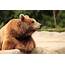 Bears Brown Animals Wallpapers HD / Desktop And 