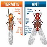 Photos of Termite Flying Ant Identification